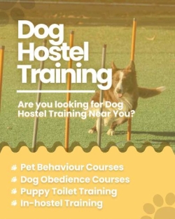 Dog Trainers in Jaipur