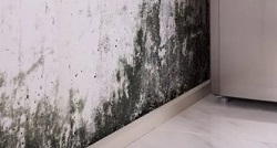 Professional Mold Removal in Toronto