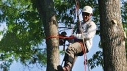 Reliable and Affordable Tree Service Charlotte NC
