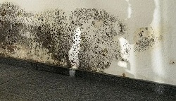 Professional Residential Mold Removal in Burlington