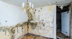 Professional Residential Mold Removal in Hamilton