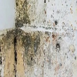 Absolute Mold Remediation Ltd. - Your Trusted mold removal Mississauga Since 2000